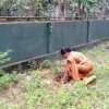 Tree planting program implemented in the office premises